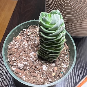 Cassandra ha añadido una foto de su compra