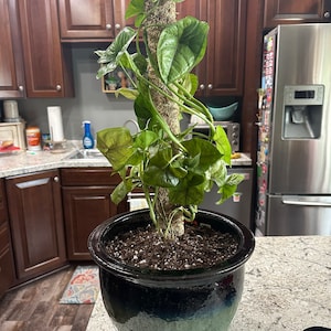 Emma added a photo of their purchase