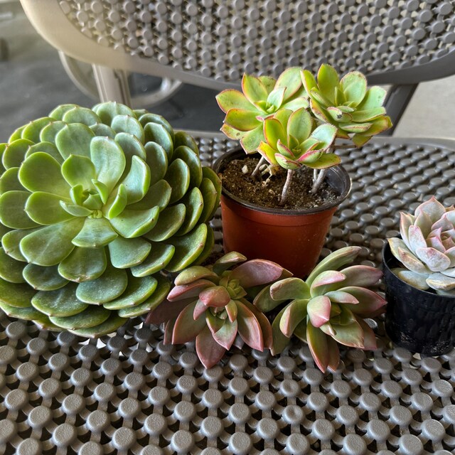 M✧succulent ·͜· ︎︎ᕷ 369608500297184.jpg