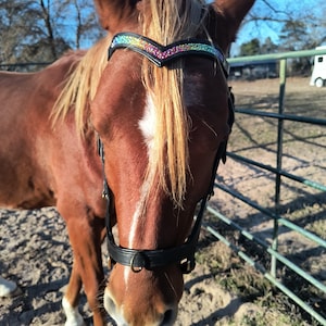 Cheval Arc-en-ciel Tête Logo Design Modèle Emblème Mascotte