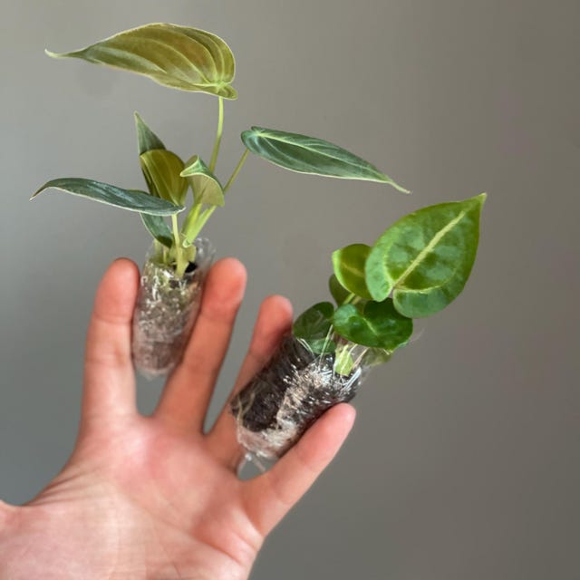 Anthurium Dorayaki Silver X Magnificum Starter Plant (ALL