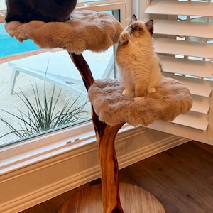 Sapph added a photo of their purchase