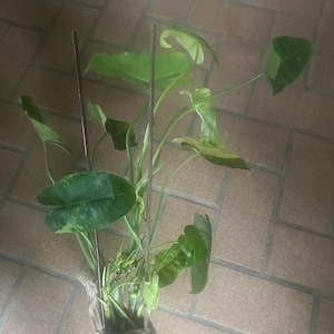 Curlytrixy added a photo of their purchase