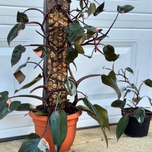 Laci added a photo of their purchase