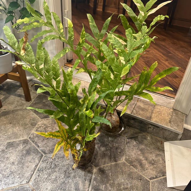 Drynaria Quercifolia Variegated/oak Leaf Fern Variegated - Etsy Drynaria Quercifolia Variegated/oak Leaf Fern Variegated - Etsy
