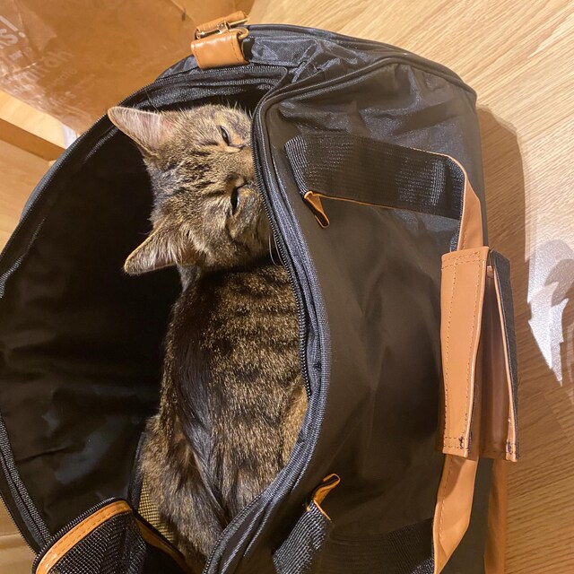 Training Bag W/ Litter Box for Adventures - Etsy