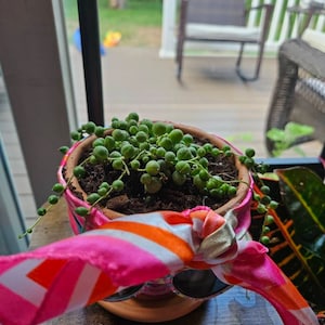 ChristineMac added a photo of their purchase