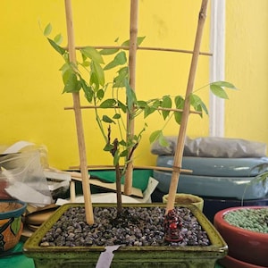 allen added a photo of their purchase