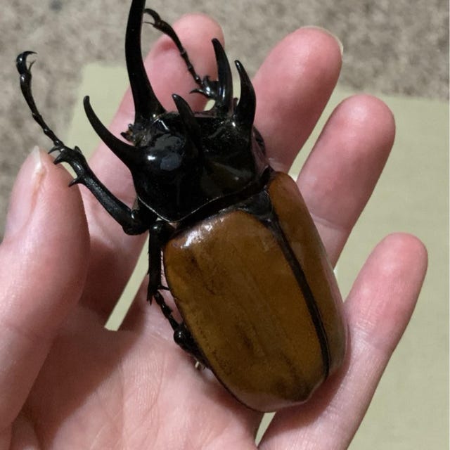 Eupatorus gracilicornis ONE Real Rhinoceros Beetle Insect