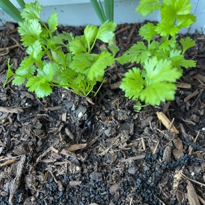 Susan added a photo of their purchase