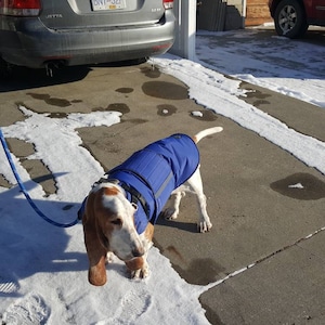 Basset Hound Dog Coat Giacca Winter Dog Con Protezione Etsy
