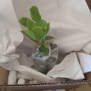 Jodi added a photo of their purchase