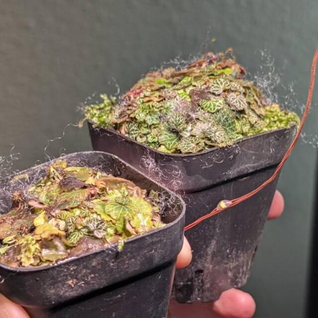 Micro Strawberry Begonia (saxifraga Stolonifera) - Etsy Hong Kong