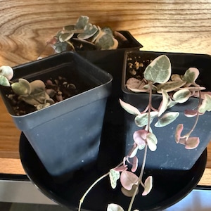 Colleen added a photo of their purchase