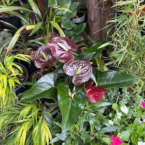 Leah ha añadido una foto de su compra