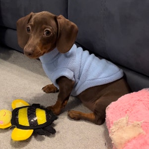 dachshund season pants