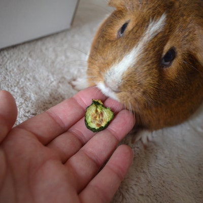 Picture of NEW Mystery Box for Guinea Pigs and Rabbits Oat Free, Natrual, Healthy ...