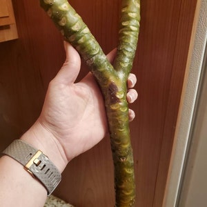 Valerie added a photo of their purchase