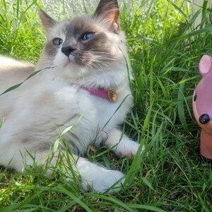 Izabella added a photo of their purchase
