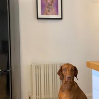 Eilidh the Highland Coo Print Incl Mount Scottish Wall Art, Abstract ...