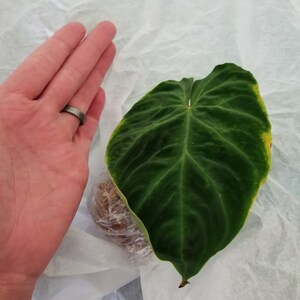 Kristina dodał(a) zdjęcie swoich zakupów