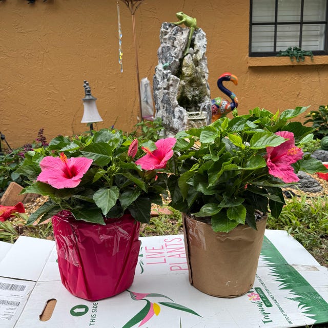 Cayman Pink Hibiscus Plant - Tropical Plants - Exotic Plants