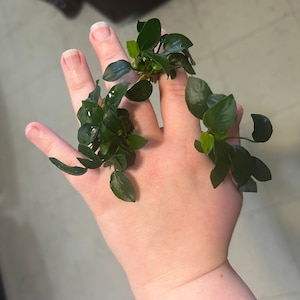 Brittany a ajouté une photo de son achat