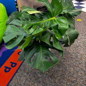 Loida added a photo of their purchase