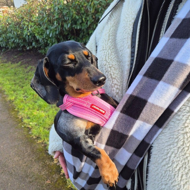 Mochila Cruzada FINOWIN Bolso Bandolera De Perro Salchicha Para