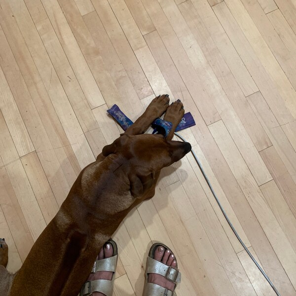 Flirt Pole, Dog Chase Exercise Toy From Squishy Face Studio