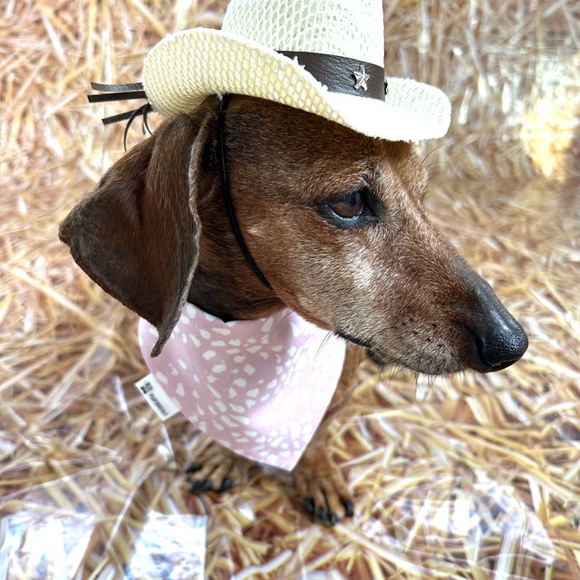 Cowboy hat dog cone sales