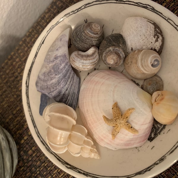 Precious Wentletrap~epitonium Scalare Shell (approx. 1-1/2