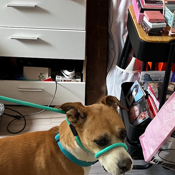 Head Collar For Dogs, No Pull Dog Nose Leash No More Pulling! Anti