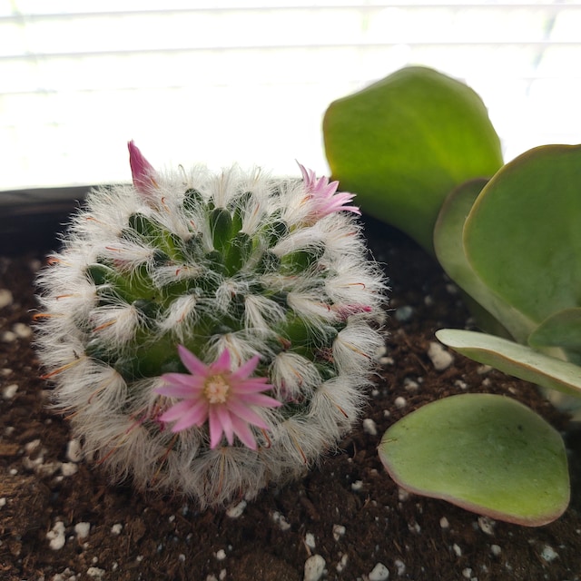 Mammillaria Boscana Roseiflora Cactus Plant - Etsy