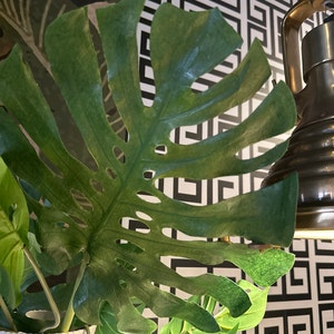 Kelly added a photo of their purchase