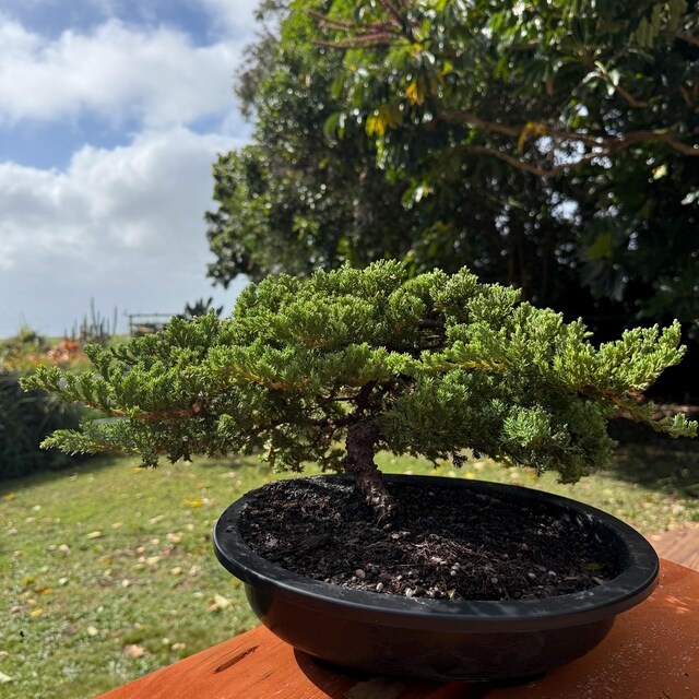 Procumbens Nana Juniper Bonsai Tree, 18-Year-Old Gnarly Trunk