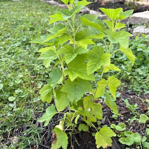 Iryna added a photo of their purchase