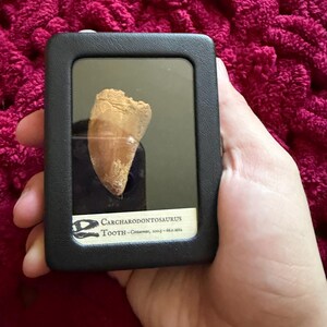 カルカロドントサウルスの歯の展示、実物の化石、白亜紀の恐竜、1億500