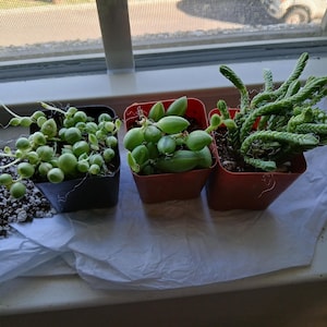 ELIZABETH added a photo of their purchase