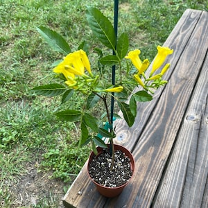 Brittany added a photo of their purchase