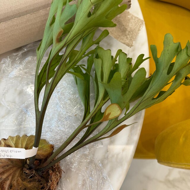 Platycerium Ridleyi Rare Uniqe Ornamental Plant - Etsy