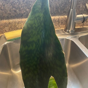 Robyn added a photo of their purchase