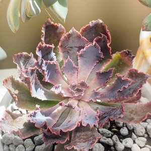 エケベリア シャビアナ トリュフ、多肉植物、多肉植物ギフト - Etsy 日本
