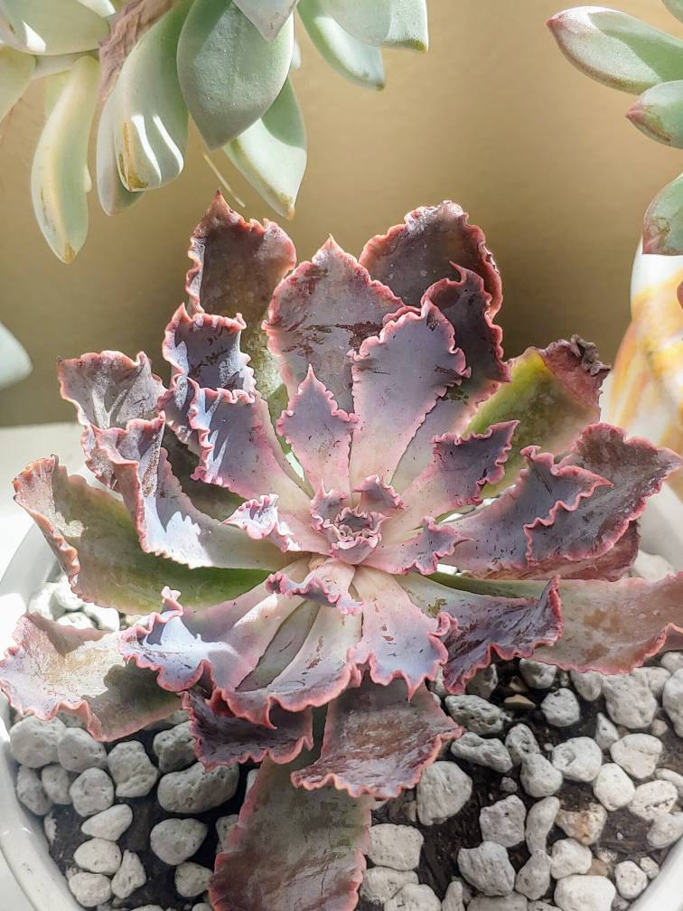 エケベリア シャビアナ トリュフ、多肉植物、多肉植物ギフト - Etsy 日本