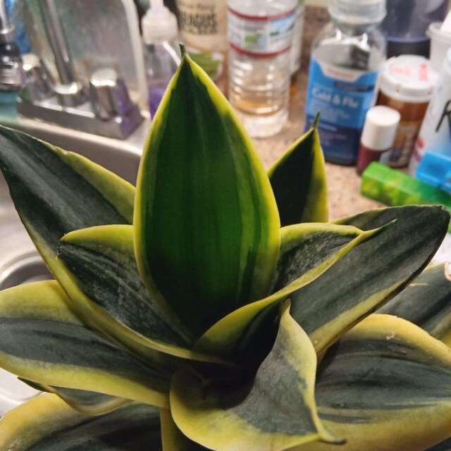 black wire basket snake plant Sansevieria Black Coral | Snake Plant | Care Guide and Pro Tips - Delivery  from Toronto across Canada