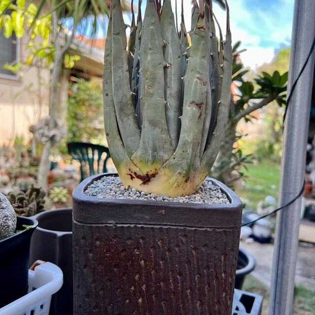 Agave Utahensis V. Eborispina - Lg Plant - Etsy