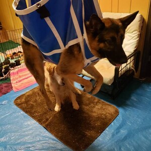 large dog grooming hammock