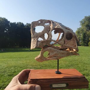 Oviraptor (citipati) Skull - Etsy