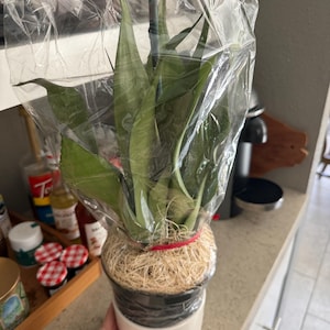 Miah added a photo of their purchase