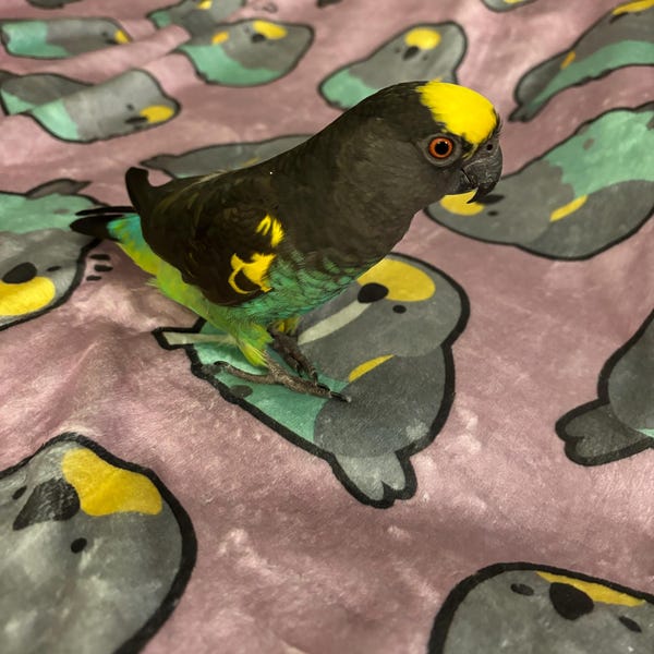 Lovebird Ripeness Chart Poster Etsy